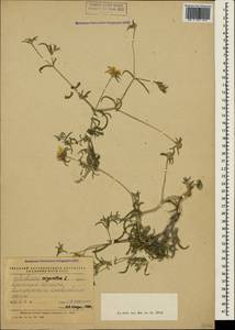 Lomelosia argentea (L.) Greuter & Burdet, Crimea (KRYM) (Russia)