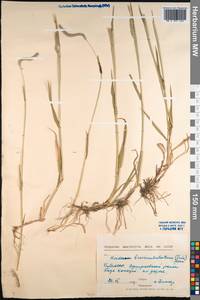 Hordeum brevisubulatum (Trin.) Link, Siberia, Baikal & Transbaikal region (S4) (Russia)