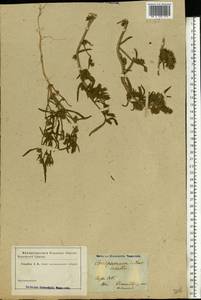 Corispermum marschallii Steven, Eastern Europe, North Ukrainian region (E11) (Ukraine)