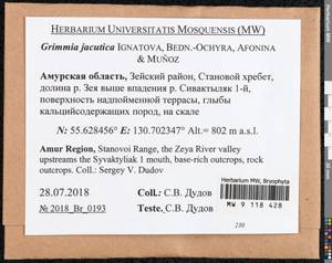 Grimmia jacutica Ignatova, Bedn.-Ochyra, Afonina & J. Muñoz, Bryophytes, Bryophytes - Russian Far East (excl. Chukotka & Kamchatka) (B20) (Russia)