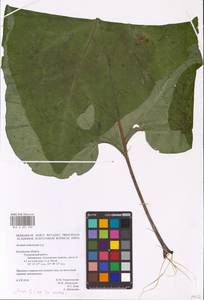 Arctium nemorosum Lej., Eastern Europe, Central region (E4) (Russia)