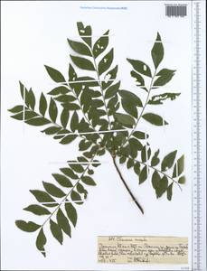 Clausena anisata (Willd.) Hook. fil., Africa (AFR) (Ethiopia)