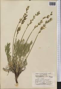 Oxytropis campestris var. gracilis (A.Nelson)Barneby, America (AMER) (Canada)