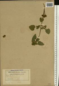 Lamium purpureum L., Eastern Europe, Belarus (E3a) (Belarus)