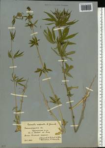 Cannabis sativa var. ruderalis (Janisch.) S.Z. Liou, Eastern Europe, Lower Volga region (E9) (Russia)