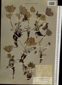 Pulsatilla patens subsp. multifida (Pritz.) Zāmelis, Siberia, Chukotka & Kamchatka (S7) (Russia)