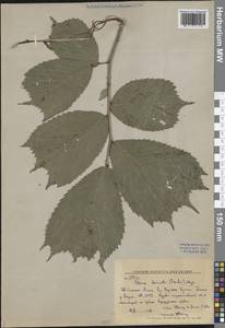 Ulmus laciniata (Herder) Mayr ex Schwapp., Siberia, Russian Far East (S6) (Russia)