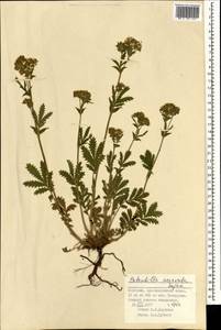 Potentilla tanacetifolia Willd. ex D. F. K. Schltdl., Mongolia (MONG) (Mongolia)