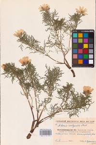 Adonis volgensis DC., Eastern Europe, North Ukrainian region (E11) (Ukraine)