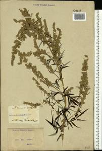Artemisia vulgaris L., Eastern Europe, North Ukrainian region (E11) (Ukraine)