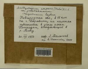 Amblystegium serpens (Hedw.) Schimp., Bryophytes, Bryophytes - Novgorod & Pskov Oblasts (B5) (Russia)