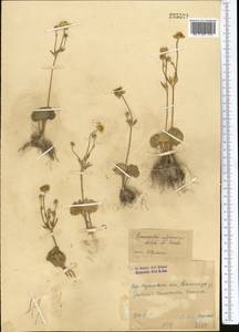 Ranunculus afghanicus Aitch. & Hemsl., Middle Asia, Syr-Darian deserts & Kyzylkum (M7) (Kazakhstan)