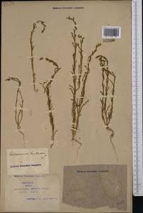 Salicornia europaea L., Middle Asia, Syr-Darian deserts & Kyzylkum (M7) (Kazakhstan)