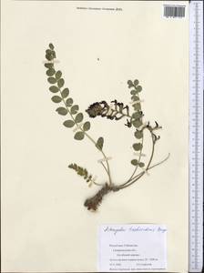 Astragalus taschkendicus Bunge, Middle Asia, Syr-Darian deserts & Kyzylkum (M7) (Uzbekistan)