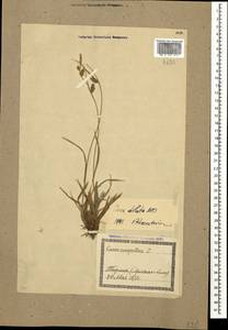 Carex diluta M.Bieb., Caucasus, Georgia (K4) (Georgia)