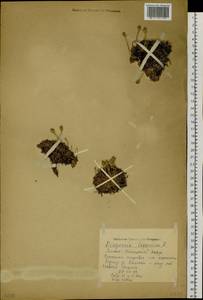 Diapensia lapponica L., Siberia, Western Siberia (S1) (Russia)