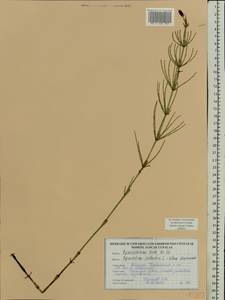 Equisetum palustre L., Eastern Europe, Belarus (E3a) (Belarus)