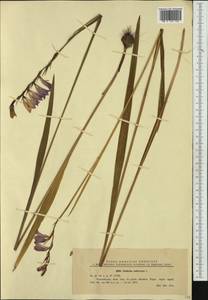 Gladiolus imbricatus L., Western Europe (EUR) (Romania)