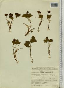 Rubus chamaemorus L., Siberia, Chukotka & Kamchatka (S7) (Russia)