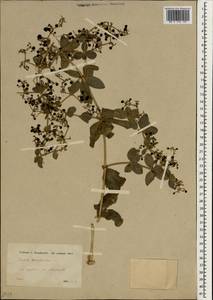 Rubia tinctorum L., South Asia, South Asia (Asia outside ex-Soviet states and Mongolia) (ASIA) (Turkey)