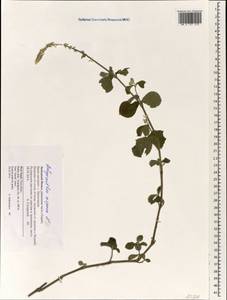 Achyranthes aspera L., South Asia, South Asia (Asia outside ex-Soviet states and Mongolia) (ASIA) (Nepal)