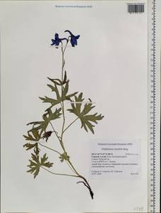 Delphinium mirabile Serg., Siberia, Altai & Sayany Mountains (S2) (Russia)