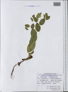 Bupleurum rotundifolium L., Caucasus, South Ossetia (K4b) (South Ossetia)