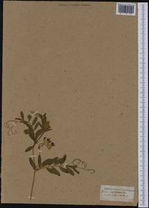 Vicia disperma DC., Western Europe (EUR) (France)