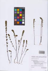 Euphrasia pectinata Ten., Eastern Europe, Central forest-and-steppe region (E6) (Russia)