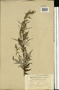 Artemisia vulgaris L., Eastern Europe, Belarus (E3a) (Belarus)