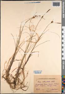 Carex rotundata Wahlenb., Siberia, Western Siberia (S1) (Russia)