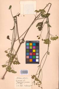 Pastinaca sativa L., Eastern Europe, Western region (E3) (Russia)