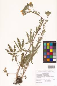 Potentilla recta L., Eastern Europe, Rostov Oblast (E12a) (Russia)