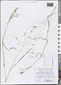 Bromus sterilis L., Caucasus, Black Sea Shore (from Novorossiysk to Adler) (K3) (Russia)