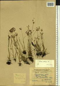 Luzula pallescens Sw., Siberia, Russian Far East (S6) (Russia)