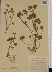 Ranunculus chius DC., Western Europe (EUR) (Italy)