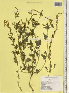 Atriplex tatarica L., Eastern Europe, Eastern region (E10) (Russia)