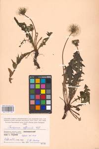 Taraxacum officinale Weber ex Wiggins, Eastern Europe, Moscow region (E4a) (Russia)