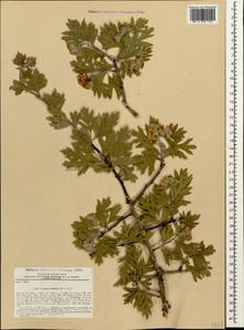 Crataegus orientalis Pall. ex M. Bieb., Caucasus, Armenia (K5) (Armenia)