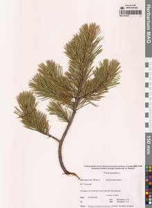 Pinus sylvestris L., Siberia, Chukotka & Kamchatka (S7) (Russia)