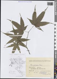 Acer palmatum Thunb., South Asia, South Asia (Asia outside ex-Soviet states and Mongolia) (ASIA) (Vietnam)