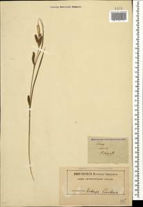 Carex diluta M.Bieb., Caucasus, Stavropol Krai, Karachay-Cherkessia & Kabardino-Balkaria (K1b) (Russia)