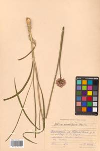 Allium sacculiferum Maxim., Siberia, Russian Far East (S6) (Russia)