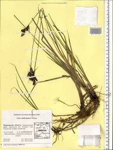 Carex adelostoma V.I.Krecz., Eastern Europe, Northern region (E1) (Russia)