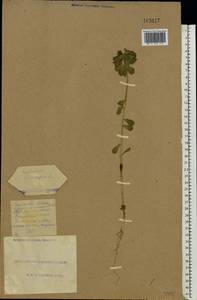 Euphorbia helioscopia L., Eastern Europe, South Ukrainian region (E12) (Ukraine)