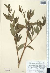 Koenigia alpina (All.) T.M.Schust. & Reveal, Middle Asia, Dzungarian Alatau & Tarbagatai (M5) (Kazakhstan)