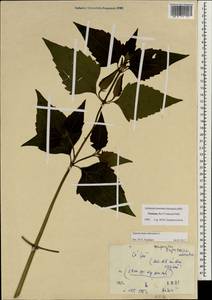 Chromolaena odorata (L.) R. King & H. Rob., South Asia, South Asia (Asia outside ex-Soviet states and Mongolia) (ASIA) (Vietnam)