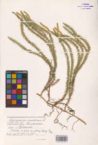 Spinulum annotinum subsp. annotinum, Eastern Europe (no precise locality) (E0)