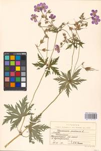 Geranium pratense L., Eastern Europe, Moscow region (E4a) (Russia)