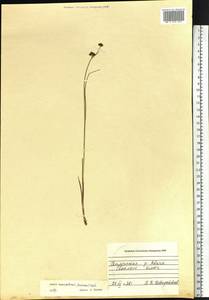 Juncus fauriensis subsp. kamschatcensis (Buch.) Novikov, Siberia, Chukotka & Kamchatka (S7) (Russia)